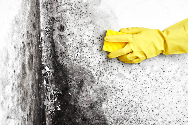 Best Mold Damage Repair  in Kittery Point, ME