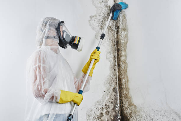 Best Home Mold Removal  in Kittery Point, ME