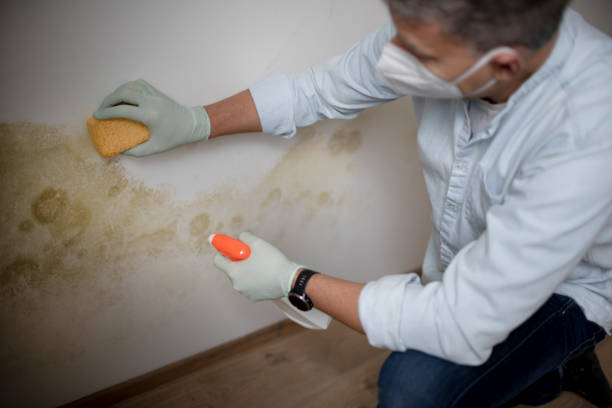 Best Professional Mold Removal  in Kittery Point, ME