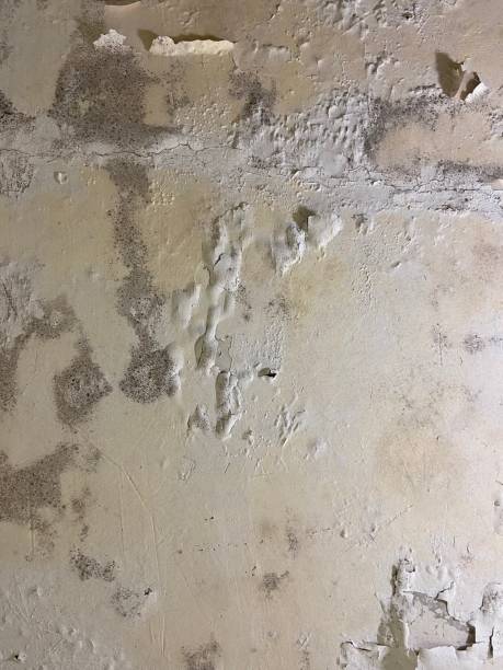 Best Black Mold Removal  in Kittery Point, ME